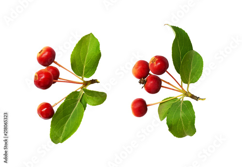 Set of red wild apple berries with leaves