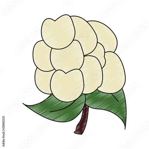 cauliflower fresh and natural vegetable vector illustration graphic design