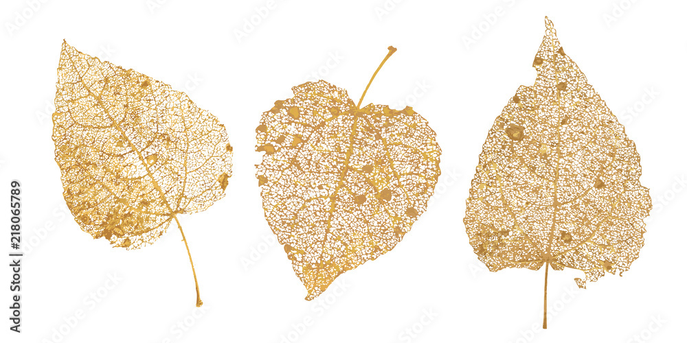 Set of golden leaves skeletons. Fallen foliage for autumn designs. Natural leaf of aspen and birch. Vector illustration - obrazy, fototapety, plakaty 