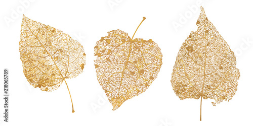 Set of golden leaves skeletons. Fallen foliage for autumn designs. Natural leaf of aspen and birch. Vector illustration photo