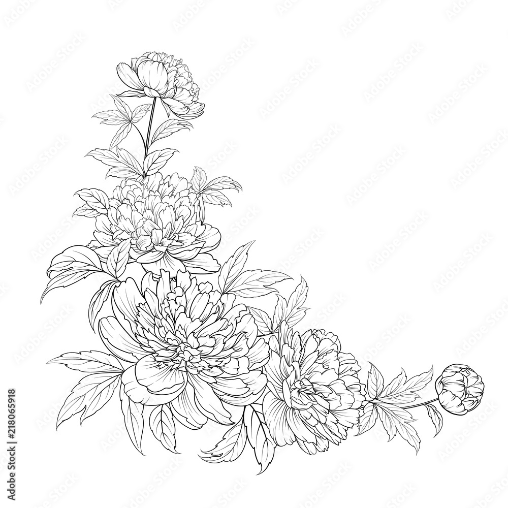 Peonies ink background. Vector illustration. Peonies ink background. Vector illustration.