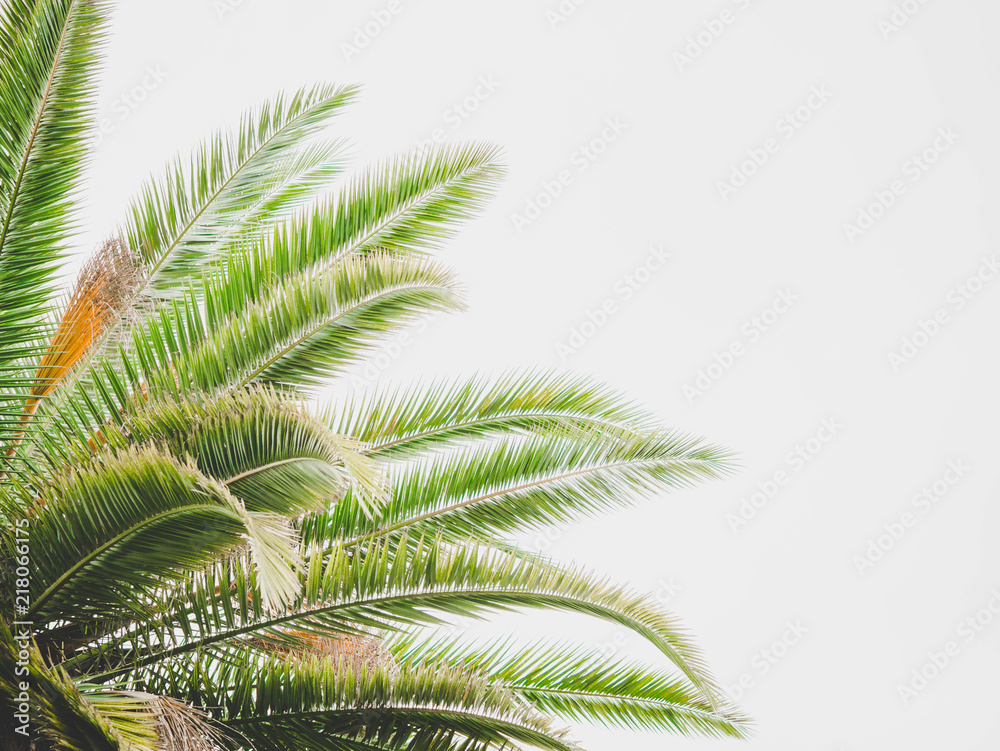 Tropical abstract background. Part of palm tree on white. Copy space.