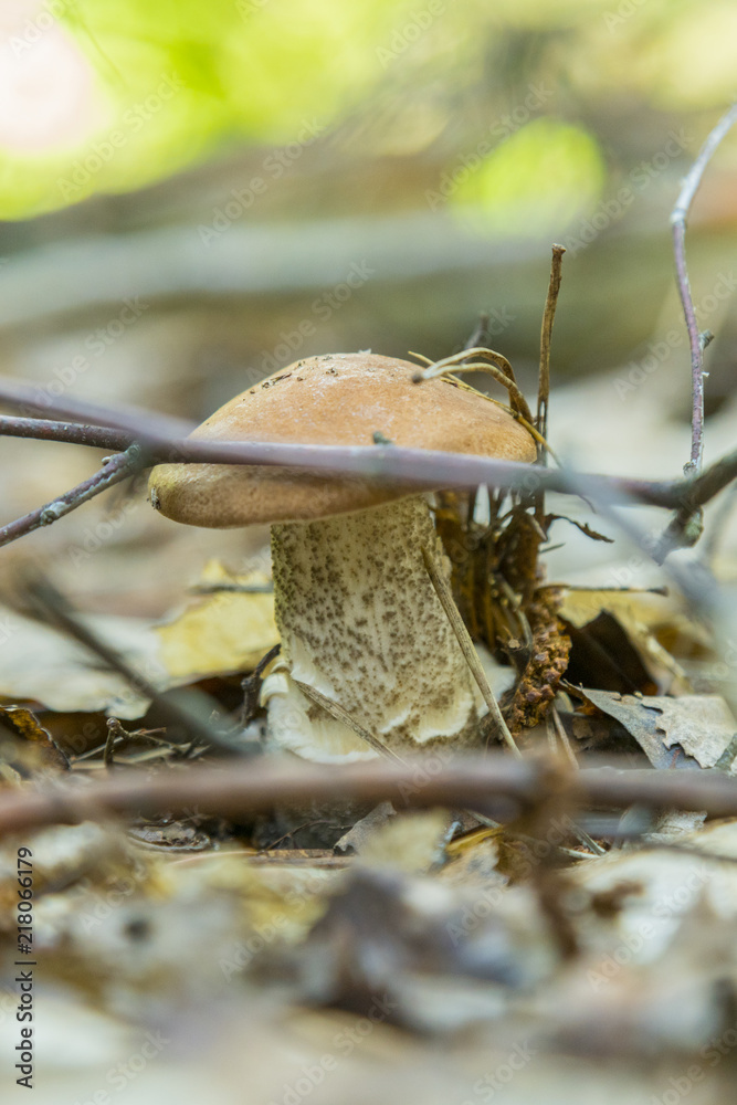 White mushroom in needles in the forest. Cep boletus. mushroom in forest Porcino, bolete, boletus.White mushroom on green background. vertical photo.