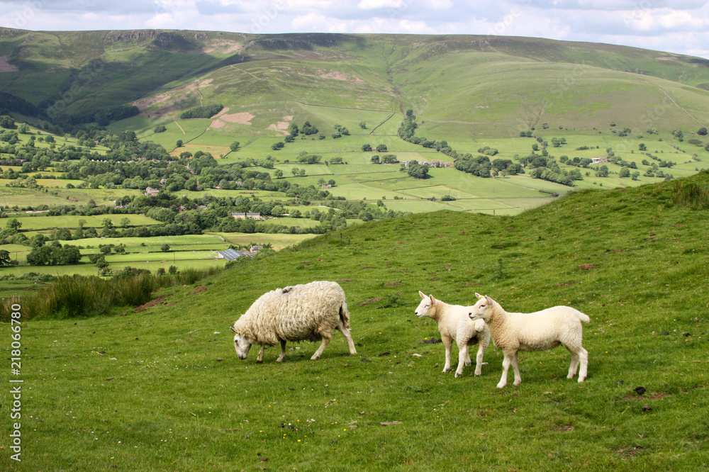 Fototapeta premium Sheep in Edale Valley, Derbyshire, England
