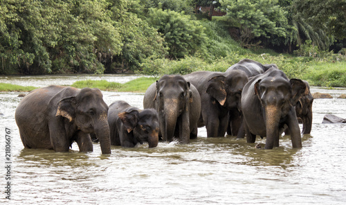 herd of elephants in the river