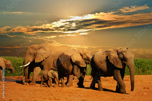 African elephant herd, Loxodonta africana, of different ages walking away from water hole, Addo Elephant National Park, South Africa