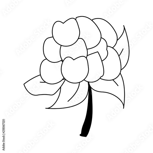 cauliflower fresh and natural vegetable vector illustration graphic design