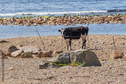 Cow on the beach near the Kvassheim lighthouse on the Norwegian south coast photo