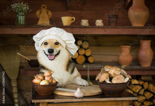 Dog Welsh Corgi prepares mushrooms for dinner with onion and garlic. photo