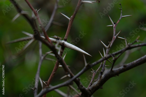 Babul Acacia white sharp thorn in tropical forest, Maharashtra, India 