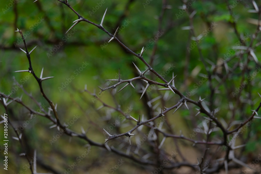 Babul Acacia white sharp thorn in tropical forest, Maharashtra, India ...