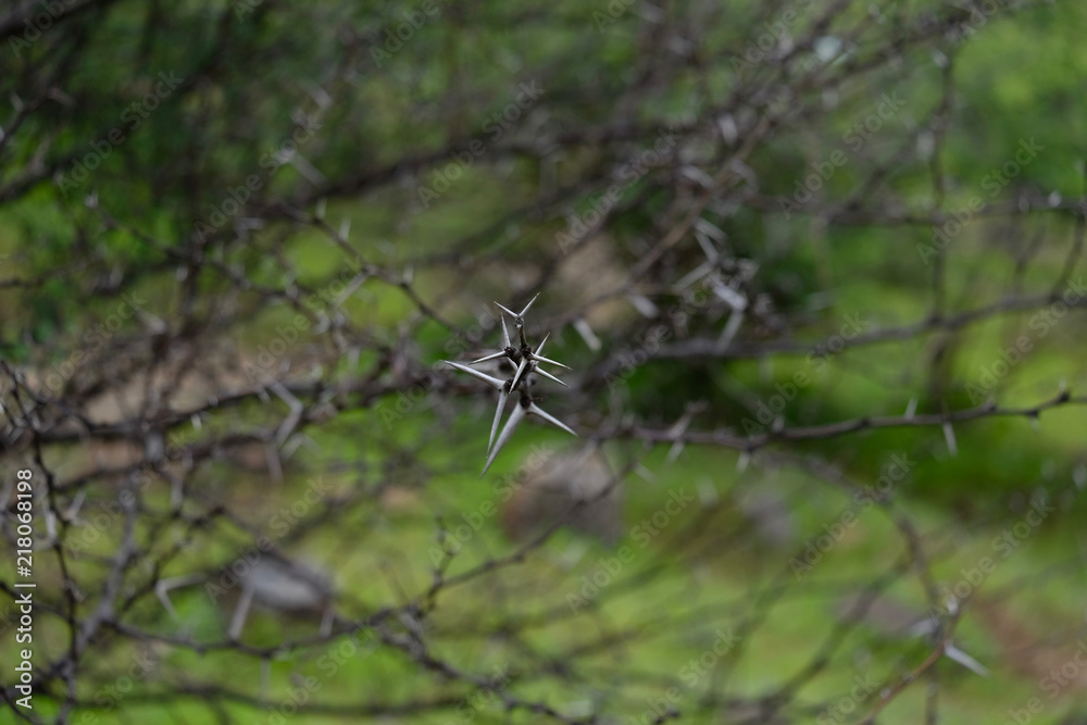 Babul Acacia white sharp thorn in tropical forest, Maharashtra, India Babul Acacia white sharp thorn in tropical forest, Maharashtra, India
