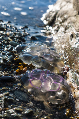 Common Aurelia Aurita Jellyfish washing up on the beach taken in Ireland in summer. photo