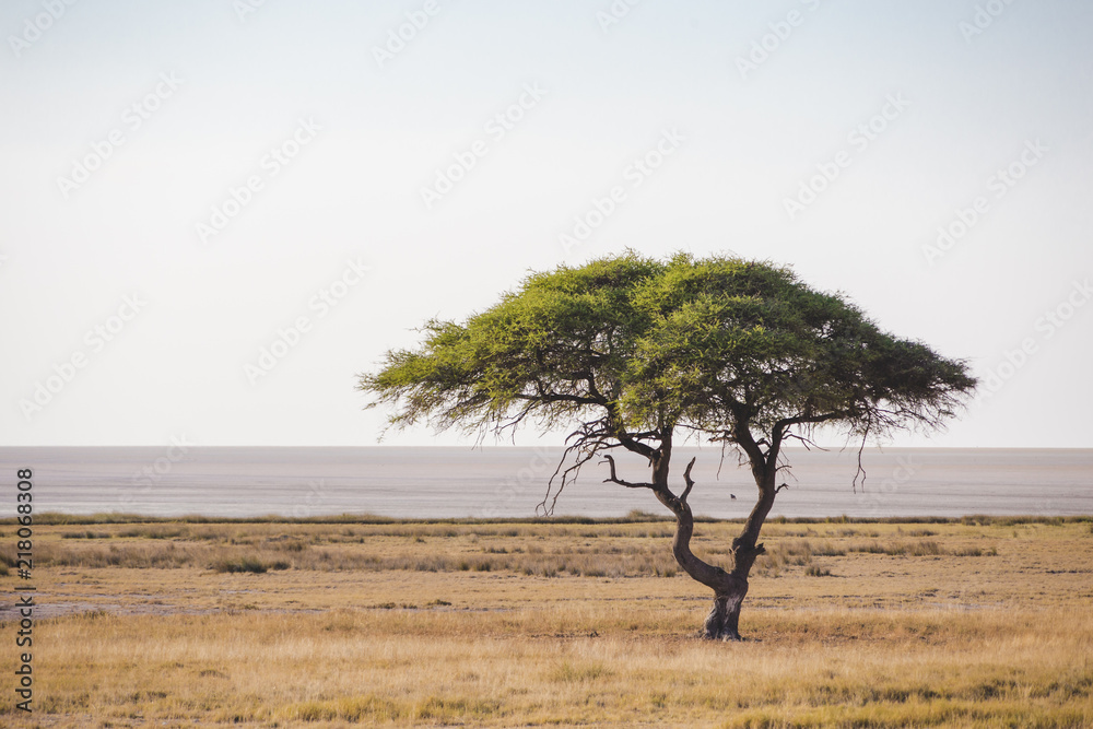 Arbre savane Namibie