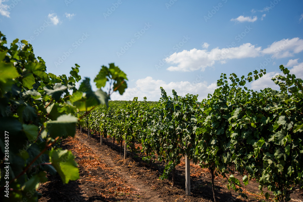 Wine growing region, rows of young grape vines in a vineyard with a line of dry straw in the middle, autumn time. Blue sky and white clouds. Landscape with colorful vineyards. Agriculture concept.