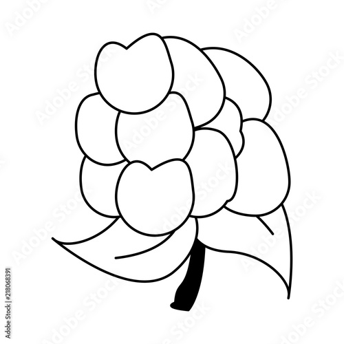 cauliflower fresh and natural vegetable vector illustration graphic design