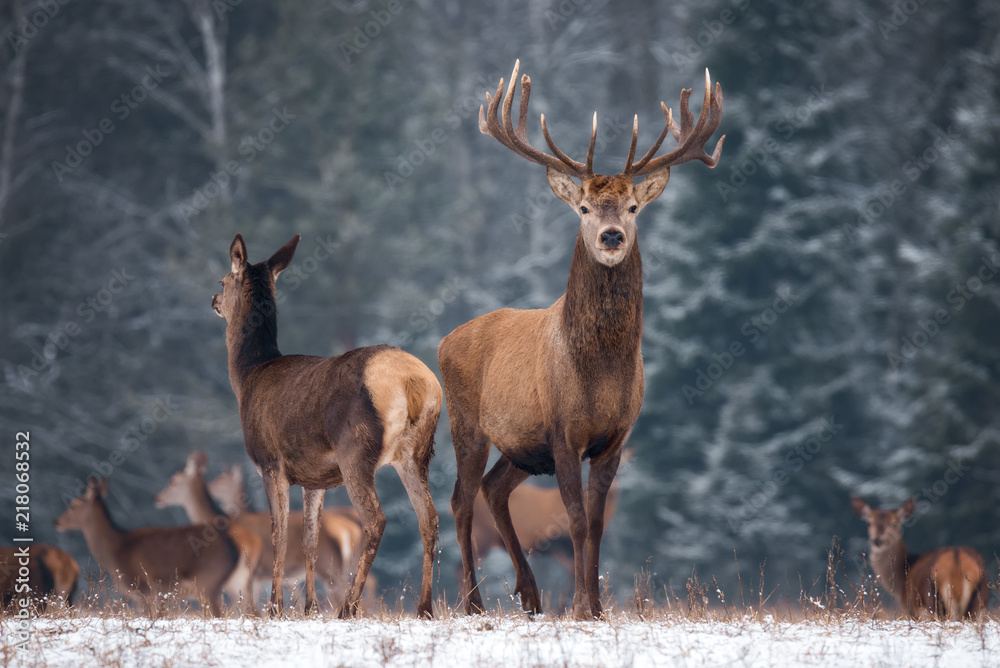 Two Deer ( Cervus Elaphus ) Against The Background Of The Winter Forest And The Silhouettes Of The Herd: Stag With Beautiful Horns Looks Directly At You, Female Deer Standing In A Half-Turn. Belarus