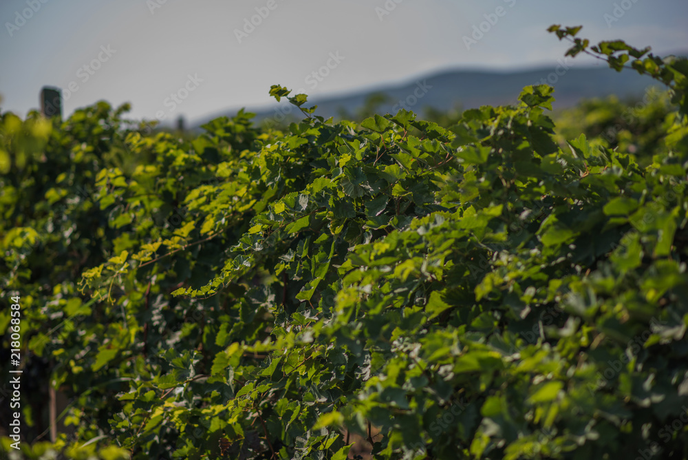 Beautiful rows of grapes before harvesting. Autumn landscape with colorful vineyards. Abstract background of autumn vineyards. Autumn color. Seasonal picturesque background. Grape wineland landscape Beautiful rows of grapes before harvesting. Autumn landscape with colorful vineyards. Abstract background of autumn vineyards. Autumn color. Seasonal picturesque background. Grape wineland landscape