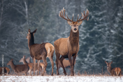 Two Deer ( Cervus Elaphus ) Against The Background Of The Winter Forest And The Silhouettes Of The Herd: Stag With Beautiful Horns Looks Directly At You, Female Deer Standing In A Half-Turn. Belarus