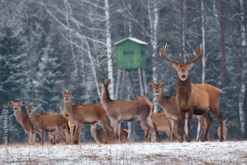Deer Hunting In Winter Time. Group Of Noble Deer ( Cervus Elaphus ), Led By Stag, Against The Backdrop Of Hunting Tower And Winter Birch Forest. A Herd Of Beautiful Deer, Selective Focus On The Hart