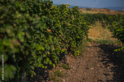 Beautiful rows of grapes before harvesting. Autumn landscape with colorful vineyards. Abstract background of autumn vineyards. Autumn color. Seasonal picturesque background. Grape wineland landscape