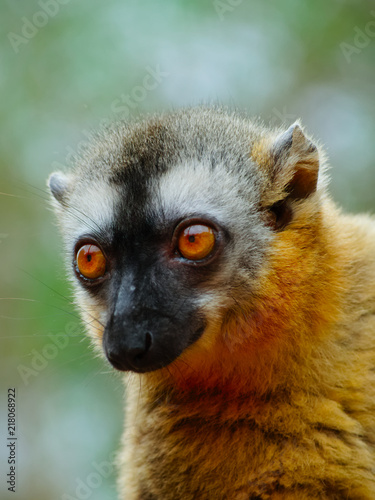  Female Brown lemur, Eulemur rufufrons, in Berenty reserve, Madagascar