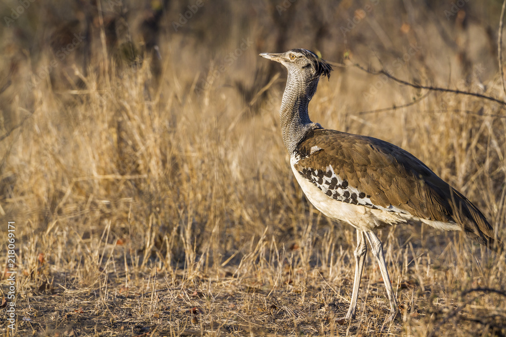 Kori bustard in Kruger National park, South Africa ; Specie Ardeotis kori family of Otididae Kori bustard in Kruger National park, South Africa ; Specie Ardeotis kori family of Otididae