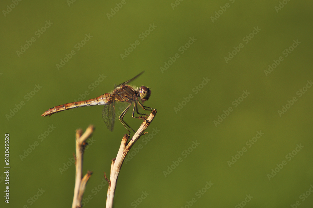 Beautiful dragonfly sitting on a dry plant close-up Beautiful dragonfly sitting on a dry plant close-up