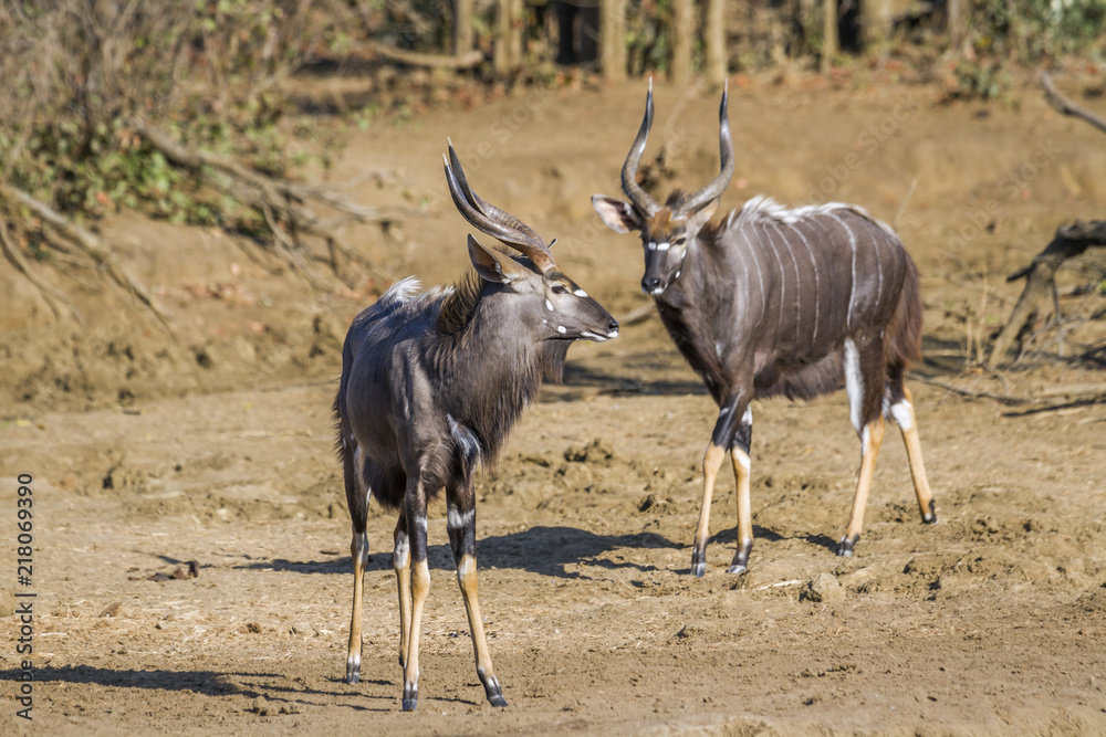 Fototapeta premium Nyala in Kruger National park, South Africa ; Specie Tragelaphus angasii family of Bovidae
