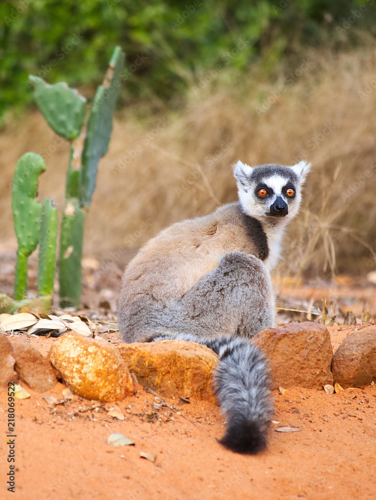 Ringtailed lemur, Lemur catta, in Berenty private reserve, MAdagascar