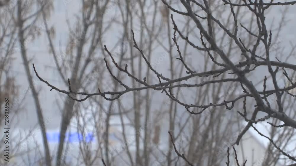 Trees under the snow. snowy blizzard in winter. the snow falls on the branches Trees under the snow. snowy blizzard in winter. the snow falls on the branches