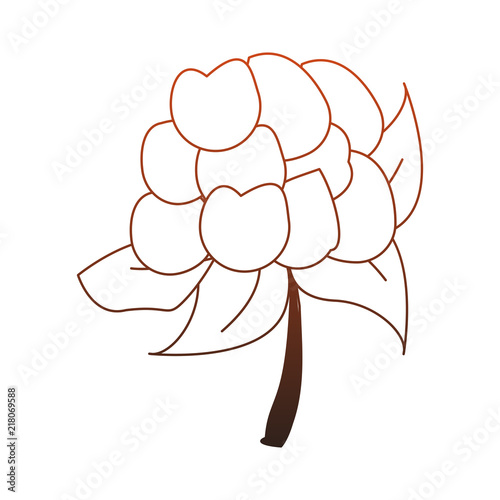 cauliflower fresh and natural vegetable vector illustration graphic design