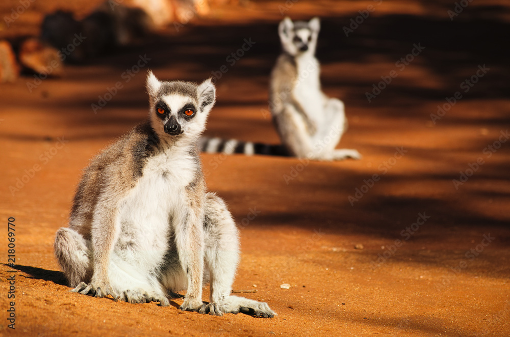 Ringtailed lemur, lemur catta, sunbathing