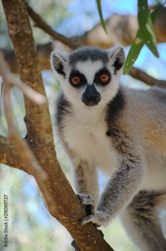 Ringtailed lemur, lemur catta, in Berenty private reserve, Madagascar