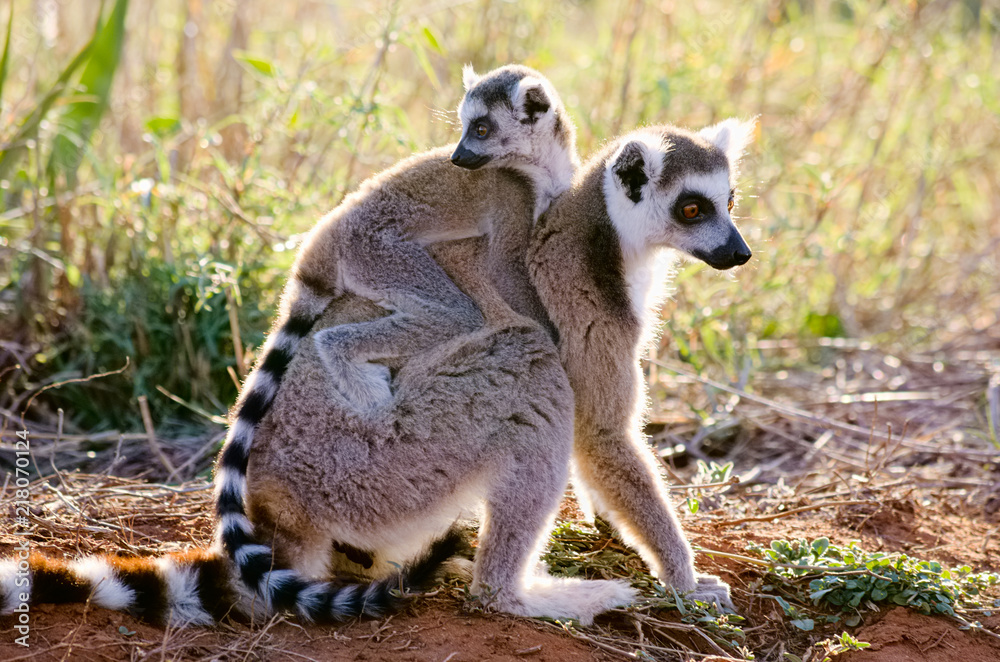 Ringtailed lemur, lemur catta, in Berenty private reserve, Madagascar