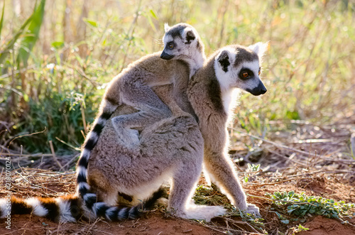 Ringtailed lemur, lemur catta, in Berenty private reserve, Madagascar photo