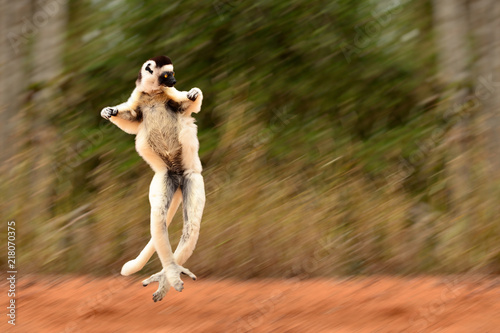 Verreaux's sifaka lemur dancing in Berenty reserve, Madagascar photo