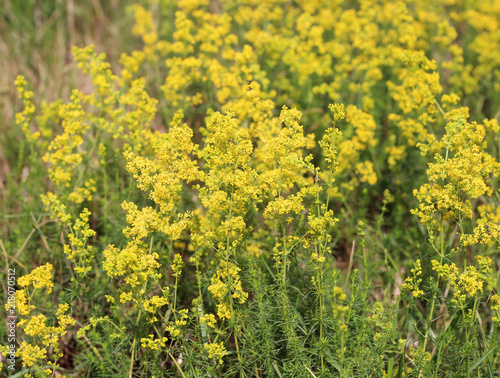 Flowering meadow, Galium verum, lady's bedstraw or yellow bedstraw. Galum verum is a herbaceous perennial plant. Healthy plant. photo