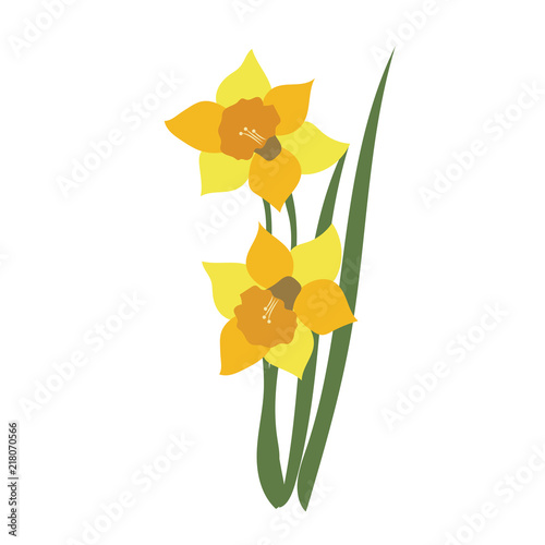 Nature flower daffodil
