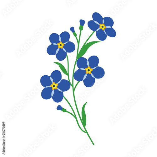 Nature flower blue forget me note