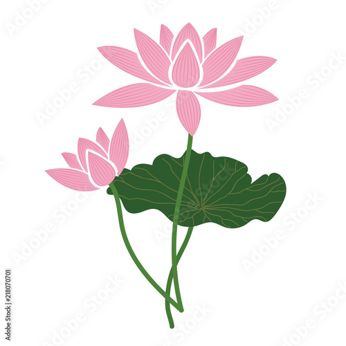 Nature flower pink lotus