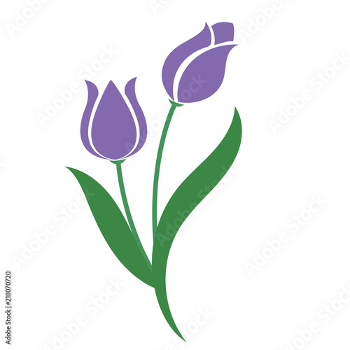 Nature flower purple tulip