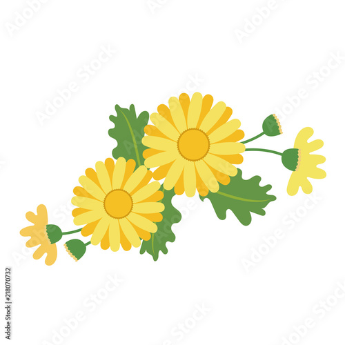 Nature flower yellow daisy