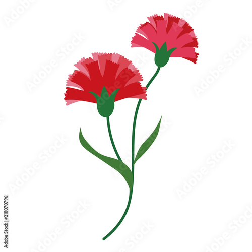 Nature flower red carnations