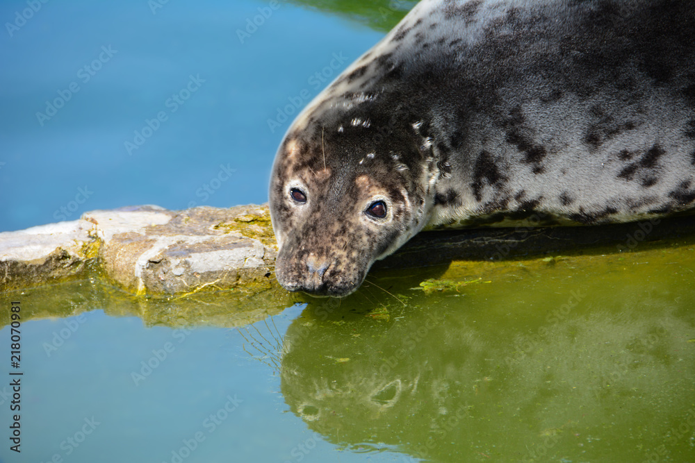 Obraz premium The snout of the grey seal. Halichoerus grypus