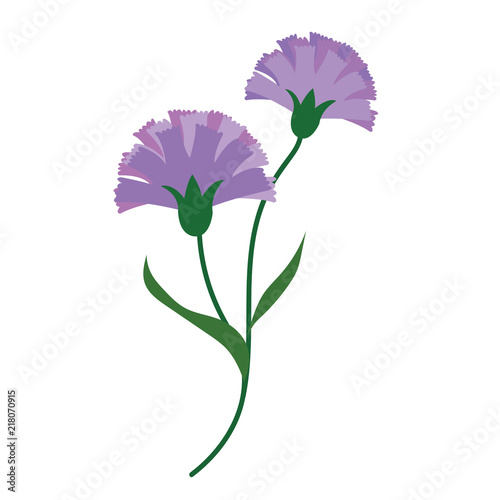 Nature flower purple carnations