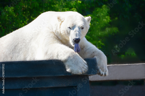 Polar bear grabbed the concrete base with his paws and stuck out his tongue. Ursus maritimus