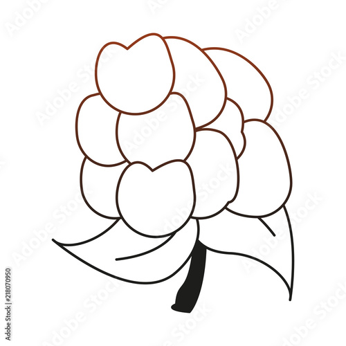 cauliflower fresh and natural vegetable vector illustration graphic design