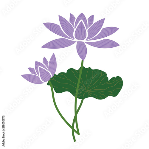 Nature flower purple lotus