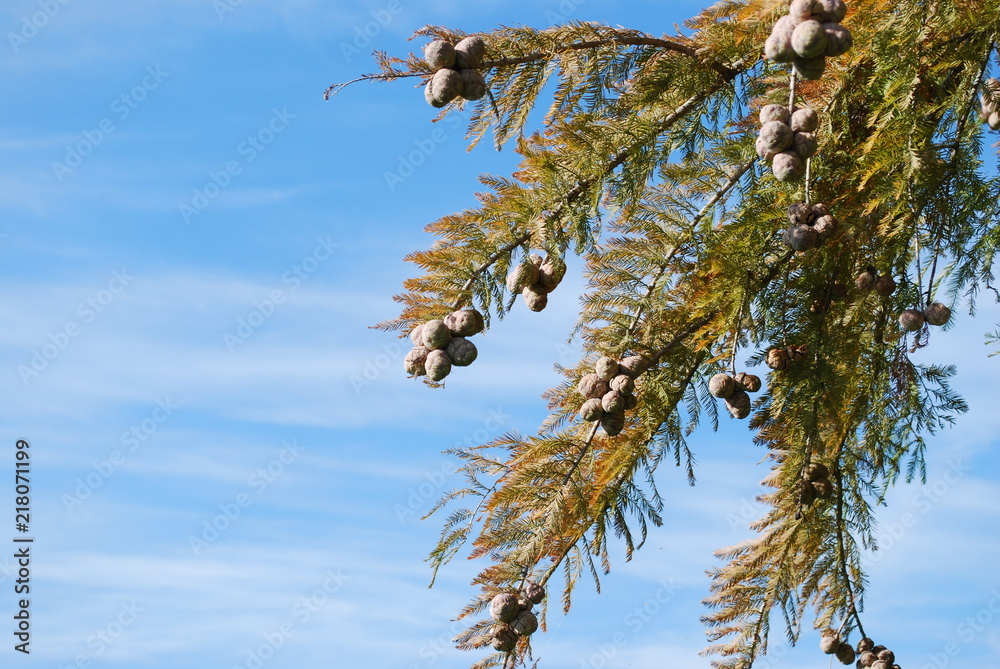 Red Needle Pine Seed Pods of Fall Appearing Red Needle Pine Seed Pods of Fall Appearing